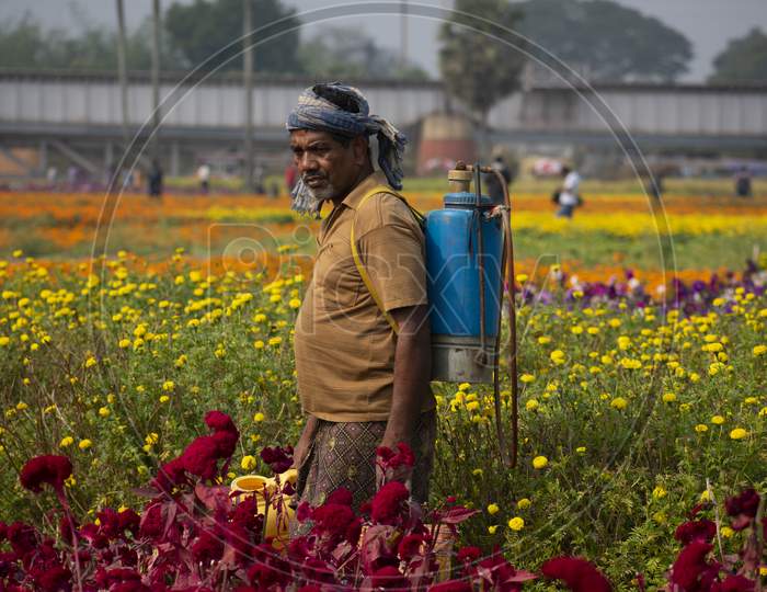 Lush paddy fields in Bihar